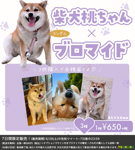 【柴犬　桃ちゃん】ブロマイド ランダム 3種