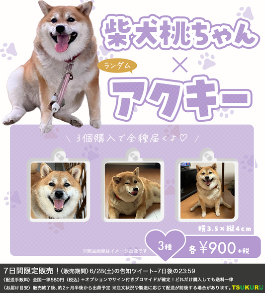 【柴犬　桃ちゃん】アクキー ランダム 3種